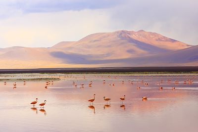 Laguna Colorada - Sud Lipez - Bolivie