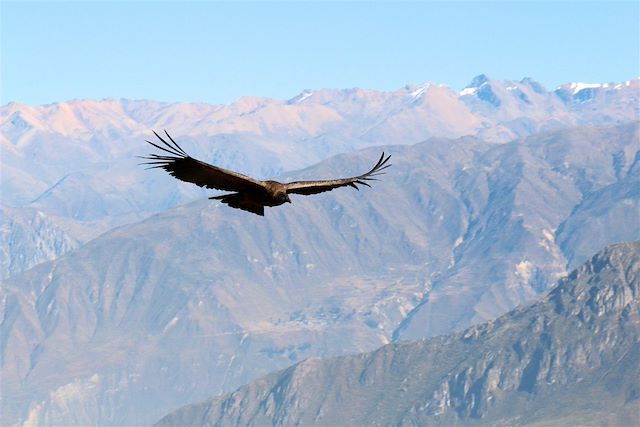 Trek Pérou Arequipa et Canyon de Colca