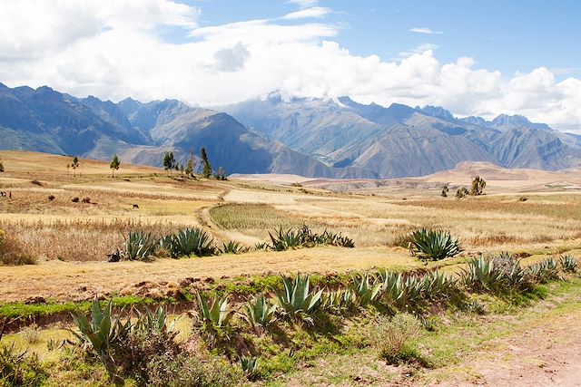 Trek Pérou Arequipa et Canyon de Colca