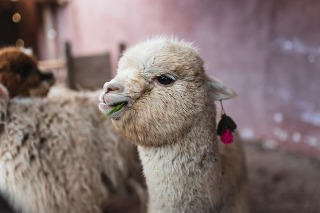 Randonnée Pérou Cuzco et Machu Picchu