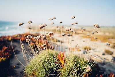 Fleurs - Vila Nova de Milfontes - Alentejo - Portugal