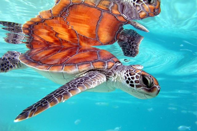 Baignade - Snorkeling Polynésie