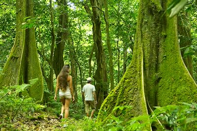 trek dans une forêt de chênes tahitiens