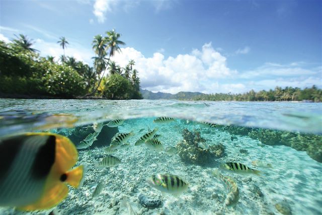 Baignade - Snorkeling Polynésie