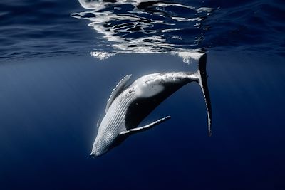 Baleine 