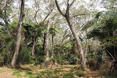 Forêt de Belouve - Île de la Réunion - France
