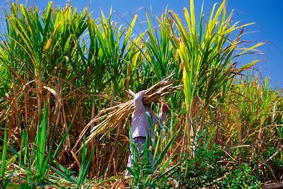 Culture de canne à sucre - Salazie - La Réunion