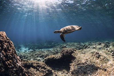 Tortue de mer - Ile Maurice
