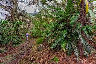 Forêt de tamarins de Bélouve - Cirque de Salazie - La Réunion 