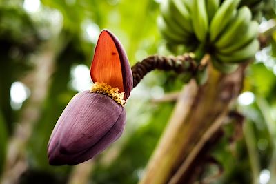 Banane en fleurs - La Réunion