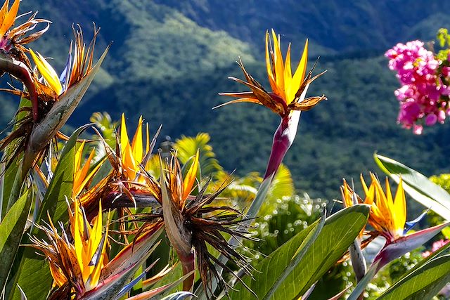 Découverte Réunion