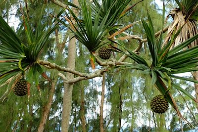 Fleurs et fruits de l'île de La Réunion 