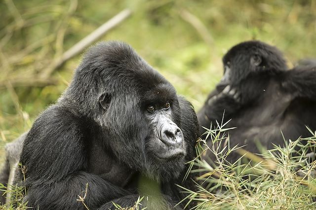 Observation animalière Rwanda