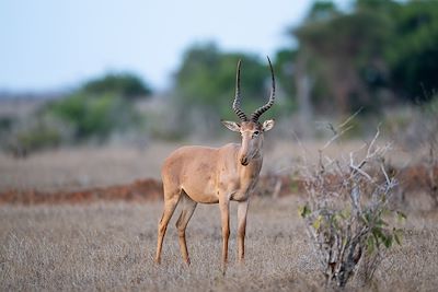 Antilope