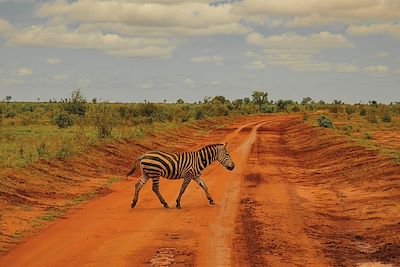 Zèbre - Tsavo - Rwanda