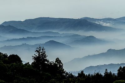 Parc national de Nyungwe - Rwanda