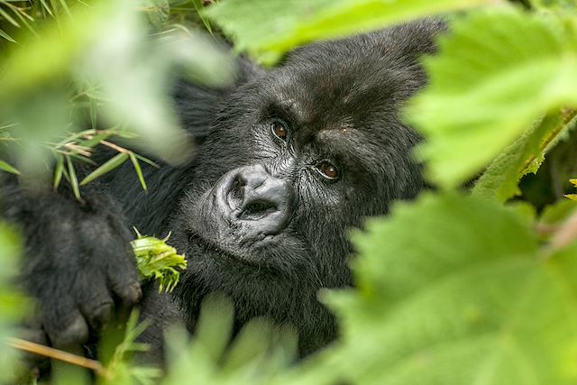 Safari Rwanda