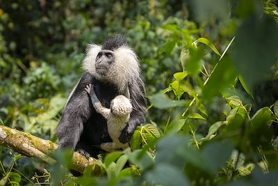 Singes Colobes , Le parc national de Nyungwe 