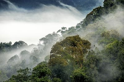 Parc national de Nyungwe - Rwanda