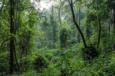 Forêt - Parc national de Nyungwe - Rwanda