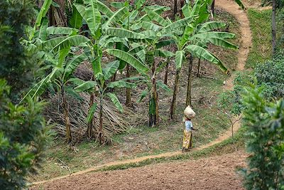 Femme marchant parmi les champs ensemencés près de Kibuye - District de Karongi - Rwanda