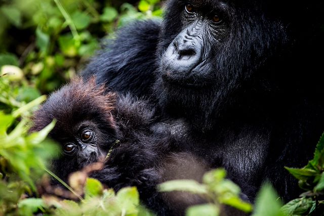 Randonnée Rwanda