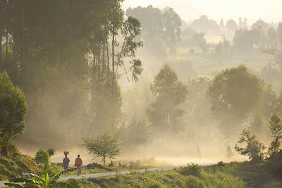 Nyungwe - Rwanda