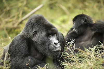 Gorilles des montagnes - Rwanda