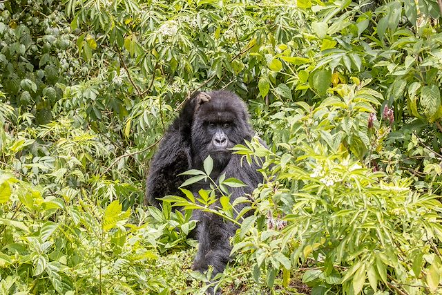 Safari Rwanda