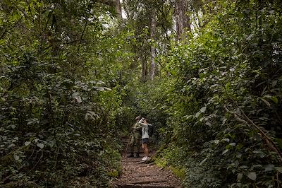 À pied entre volcans, forêts et grands primates
