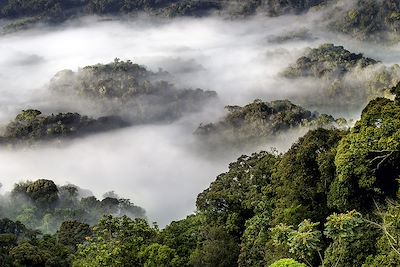 De la savane de l’Akagera aux gorilles des Virunga