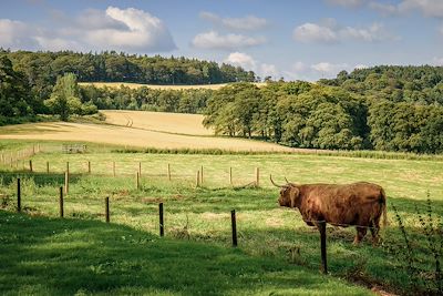 Vache Highland - Ecosse - Royaume-Uni