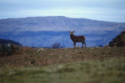 Les îles sauvages : Islay, Jura et Mull