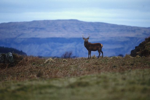 Découverte Ecosse