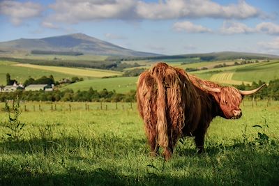 Vache Highland - Ecosse - Royaume-Uni