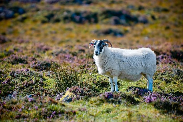 Randonnée Ecosse