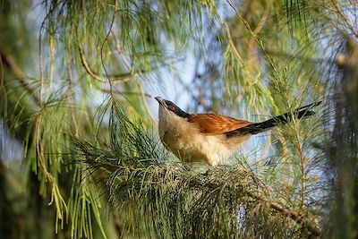 Coucal du Sénégal - Sénégal