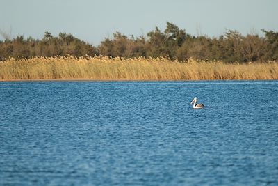 Pélican à dos rose - Parc national de la Langue de Barbarie - Saint-Louis - Sénégal