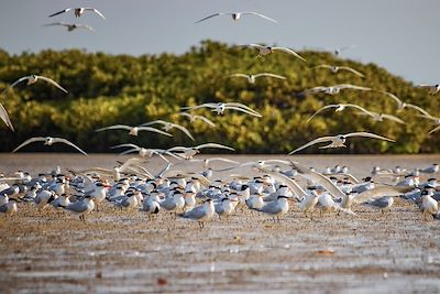 Oiseaux - Lagune de Somone - Sénégal