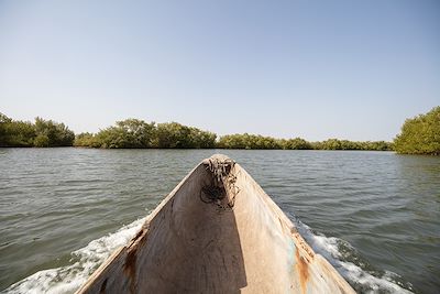 Pyrogue - Mangrove Casamance - Sénégal