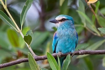 Oiseau