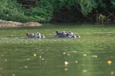 Hippopotames 
