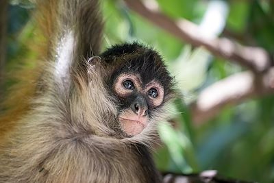 Singe-araignée - Salvador