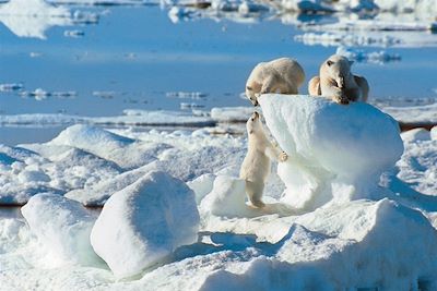 Famille d'ours polaire au Spitzberg - Norvège