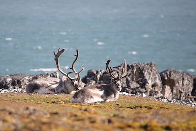 Renne caribou - Arctique
