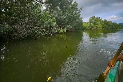 Mangrove - Sao Tomé-et-Principe