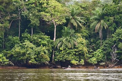 L’Appel du Gabon, safari, forêt et vie sauvage