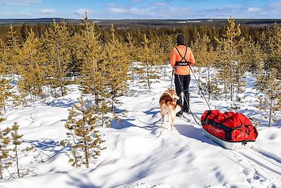 Chien de traîneau et ski altaï - Laponie - Suède