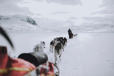 Chiens de traineaux en Laponie - Suede