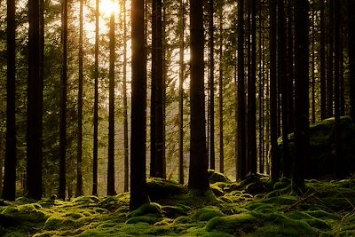 Forêt - Suède 